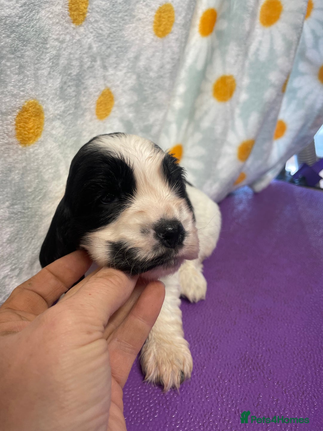 Cocker Spaniel dogs for sale: Beautiful show cocker spaniel babies - Image 3