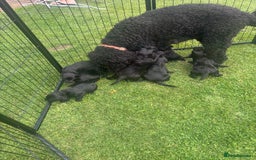 Mixed Breed dogs for sale: Male Australian Labradoodles  - Image 18