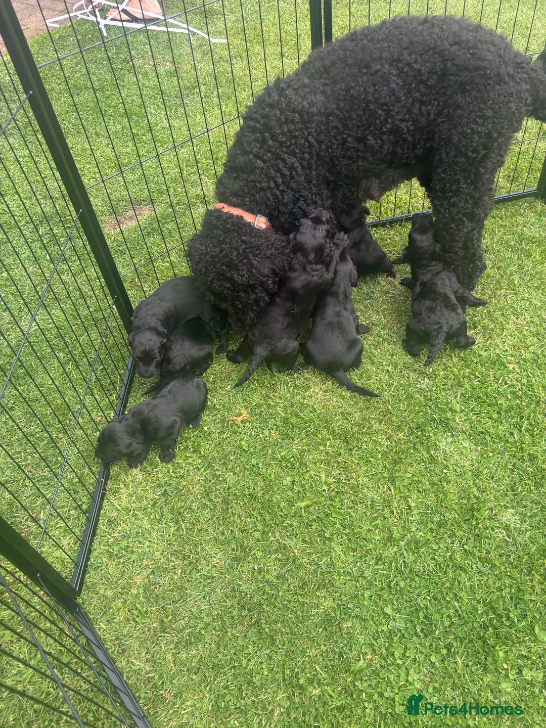 Mixed Breed dogs for sale: Male Australian Labradoodles  - Image 18