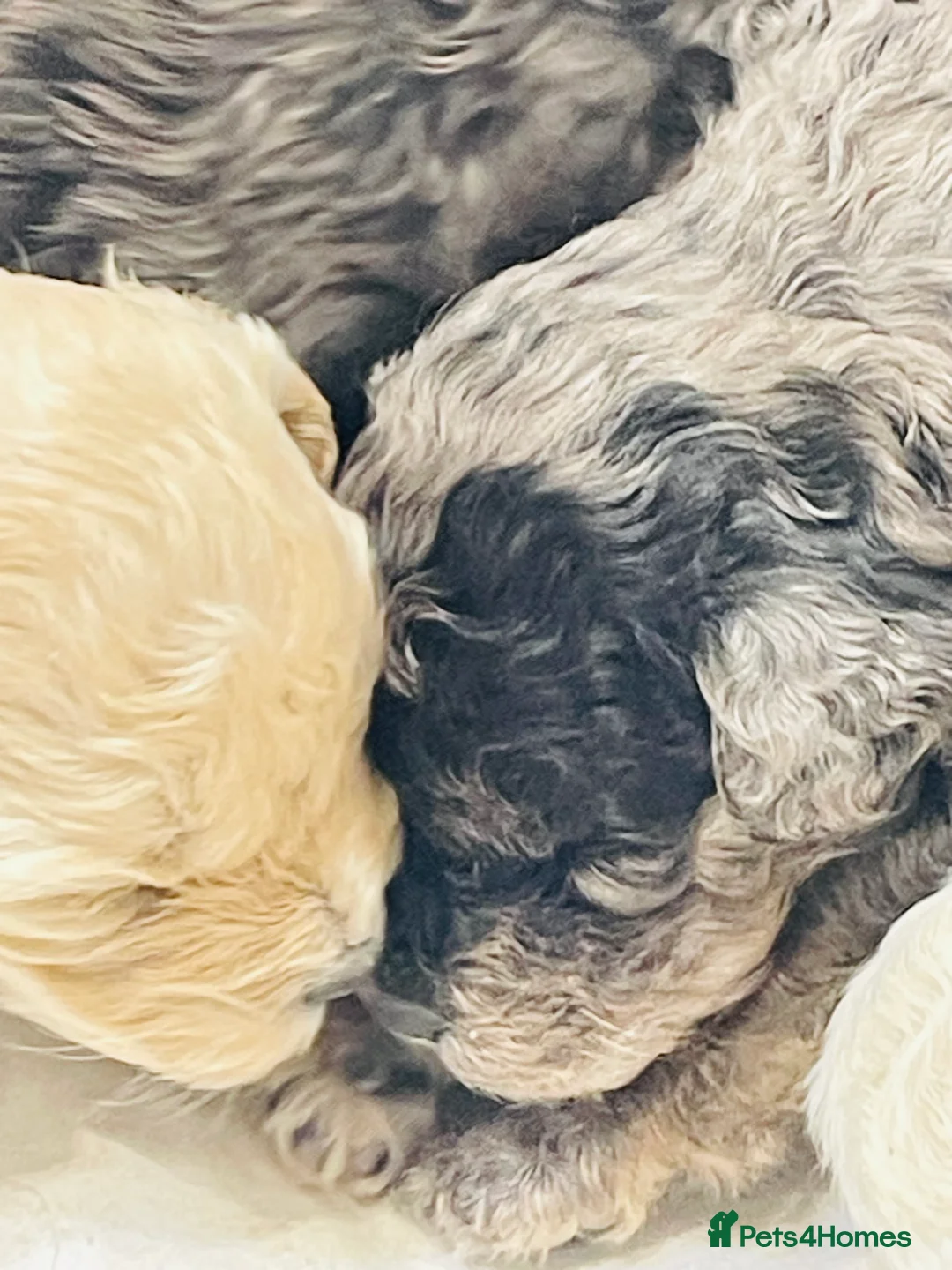 Cavapoo dogs for sale: Exceptional F1 B teddy bear cavapoo puppies  - Advert 7