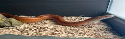 Corn Snake reptiles for sale: Hypo blood red corn snake female in Plymouth - Advert 5