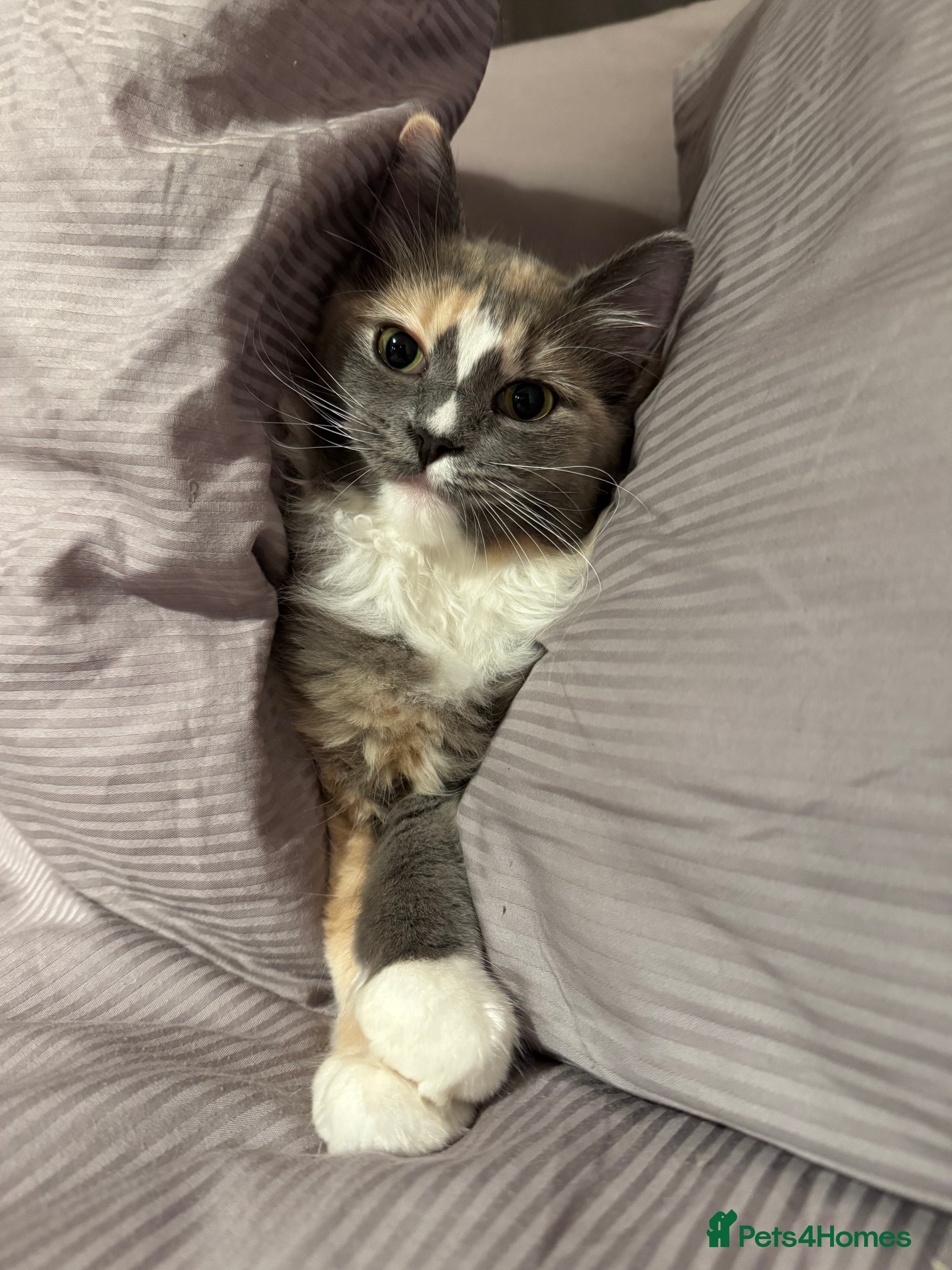 Ragdoll cats Ragdoll Cherubim ❤️ looking stud  - Advert 11