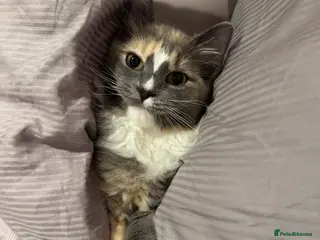 Ragdoll cats Ragdoll Cherubim ❤️ looking stud - Advert 11