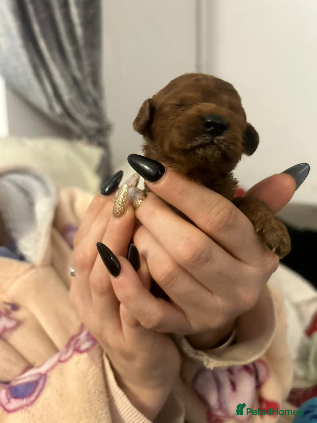 Miniature Poodle dogs for sale: Stunning red miniature poodle - Advert 19