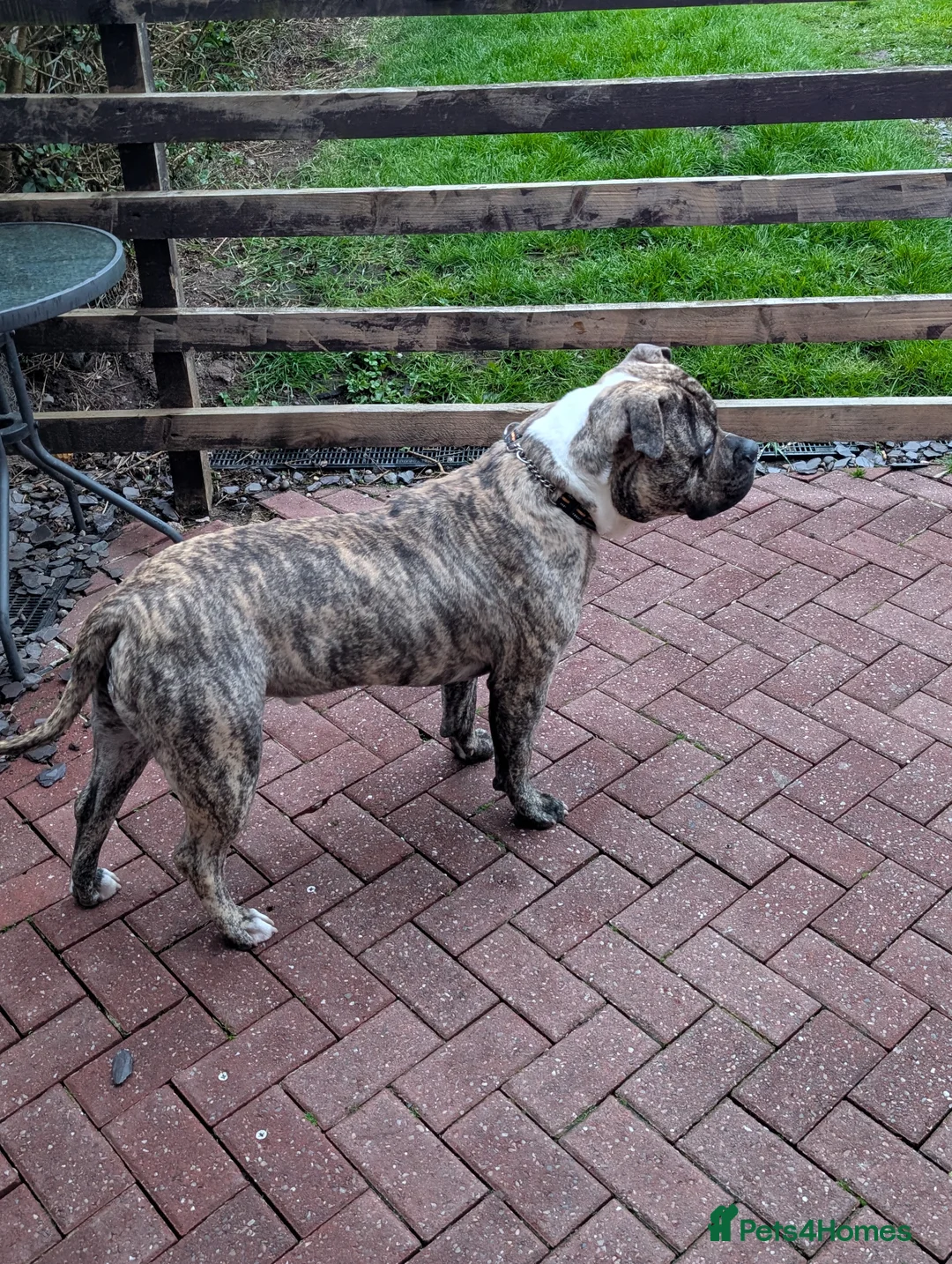 Mixed Breed dogs for sale: Bull mastiff X  - Advert 2
