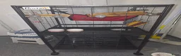 Rat rodents for sale: Two sweetest female rats with large enclosure  - Advert 4