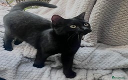 Bengal cats for sale: Young Bengals Males & Females - Image 18