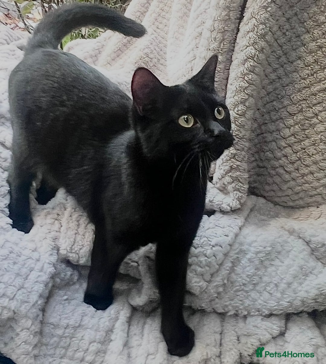 Bengal cats for sale: Young Bengals Males & Females - Image 18