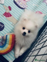 Pomeranian dogs - Advert 1