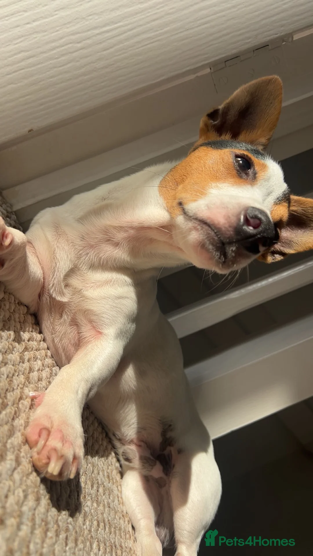 Jack Russell dogs for stud: Stud Miniature Jack Russell  in Worksop - Advert 2