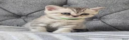 British Shorthair cats for sale: 2 girls and 1 boy in Tilbury - Advert 5