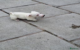 Jack Russell dogs for sale: Jolly Joyful Jack Russells  - Image 9