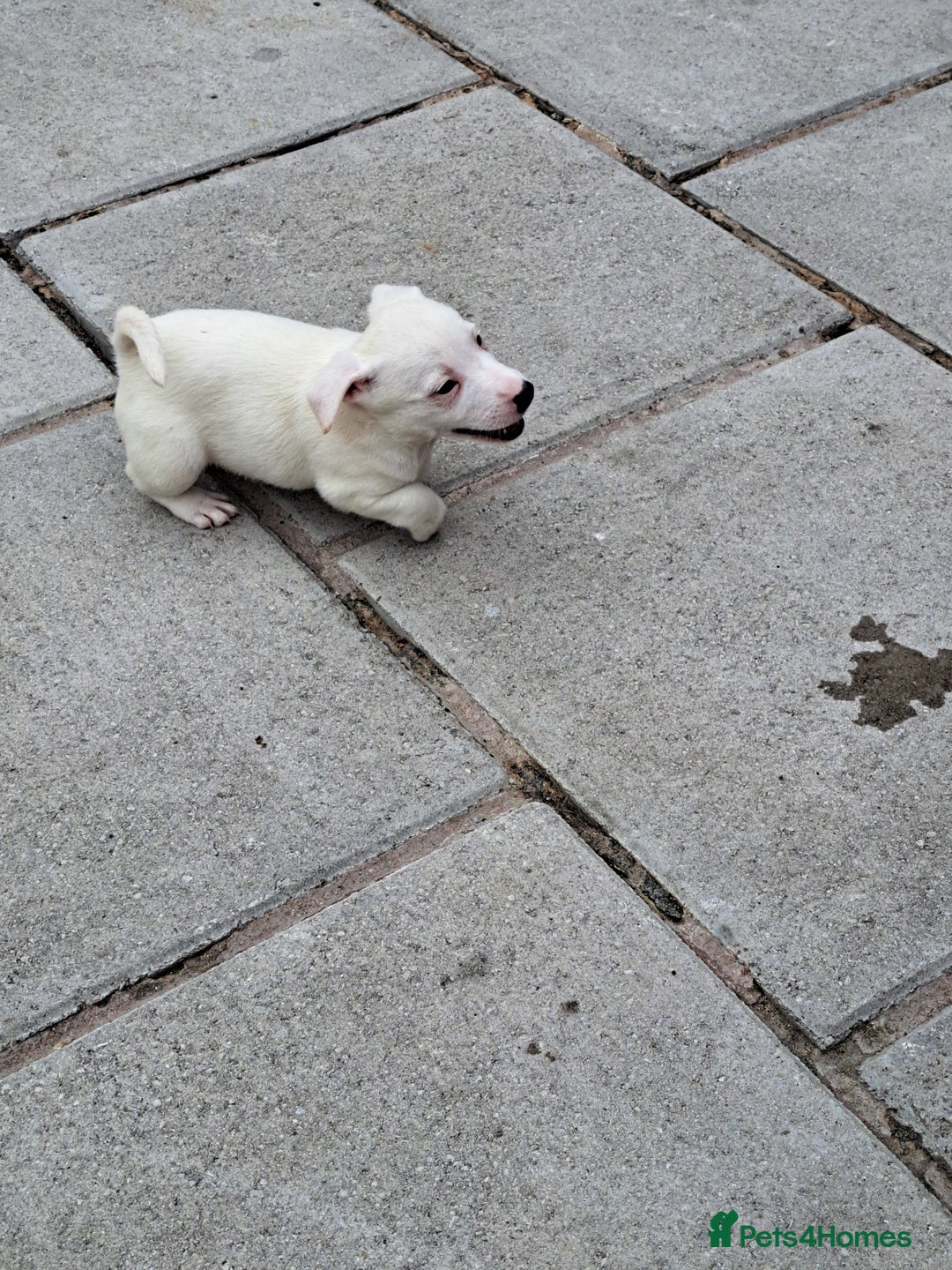 Jack Russell dogs for sale: Jolly Joyful Jack Russells  - Image 9