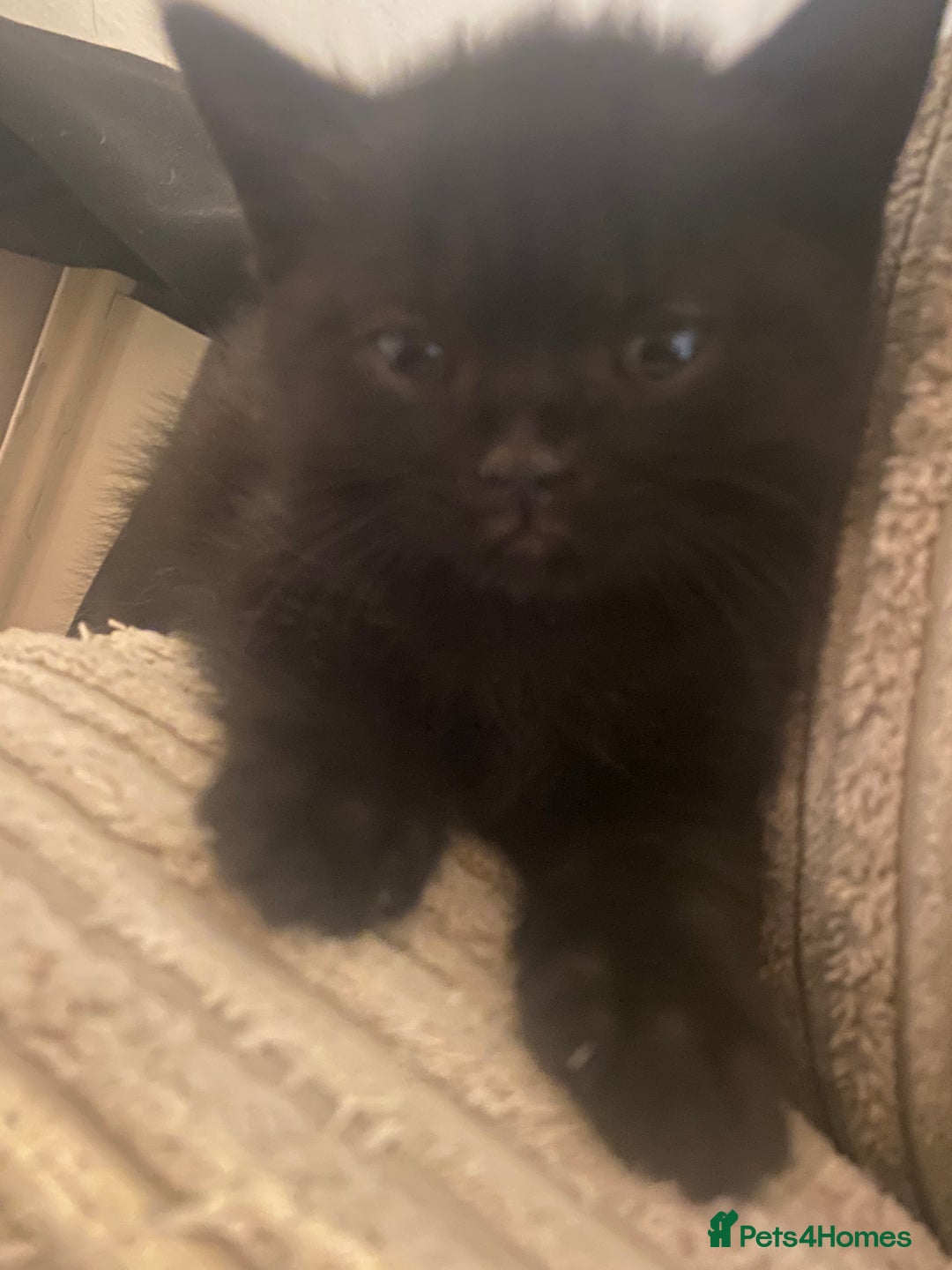 Mixed Breed cats for sale: 1/2 British shorthair/mixed kittens - Advert 12