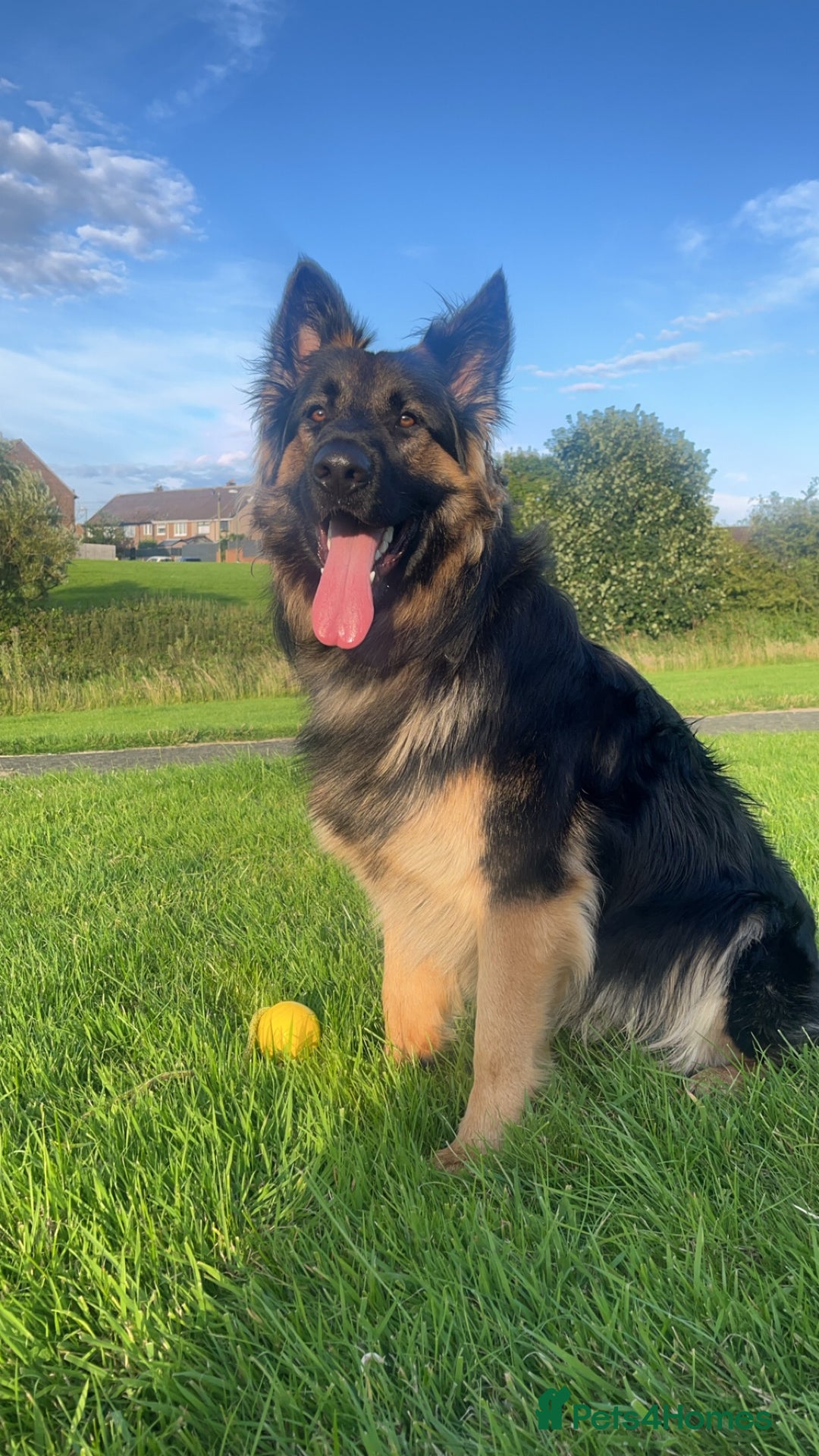 German Shepherd dogs for sale: 11 Beautiful German Shepherd Puppies 😍 - Image 19
