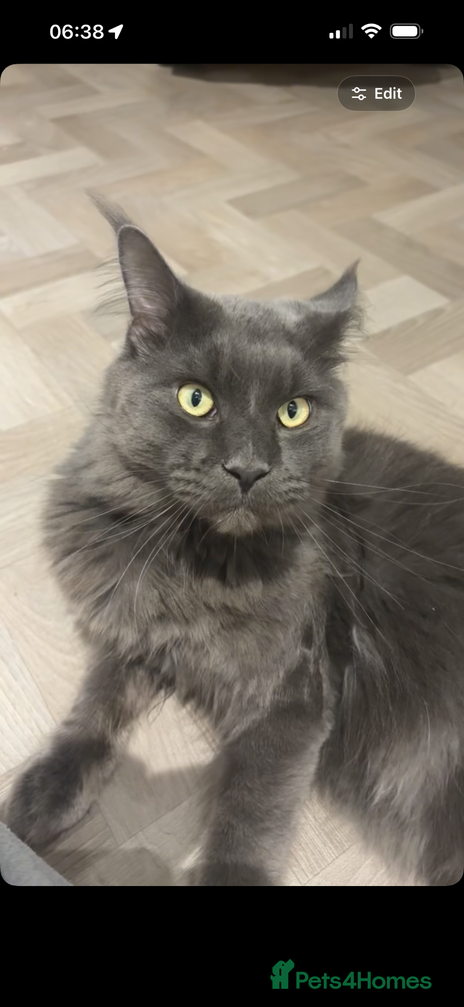 Maine Coon cats Russian Blue Maine coon  - Advert 1