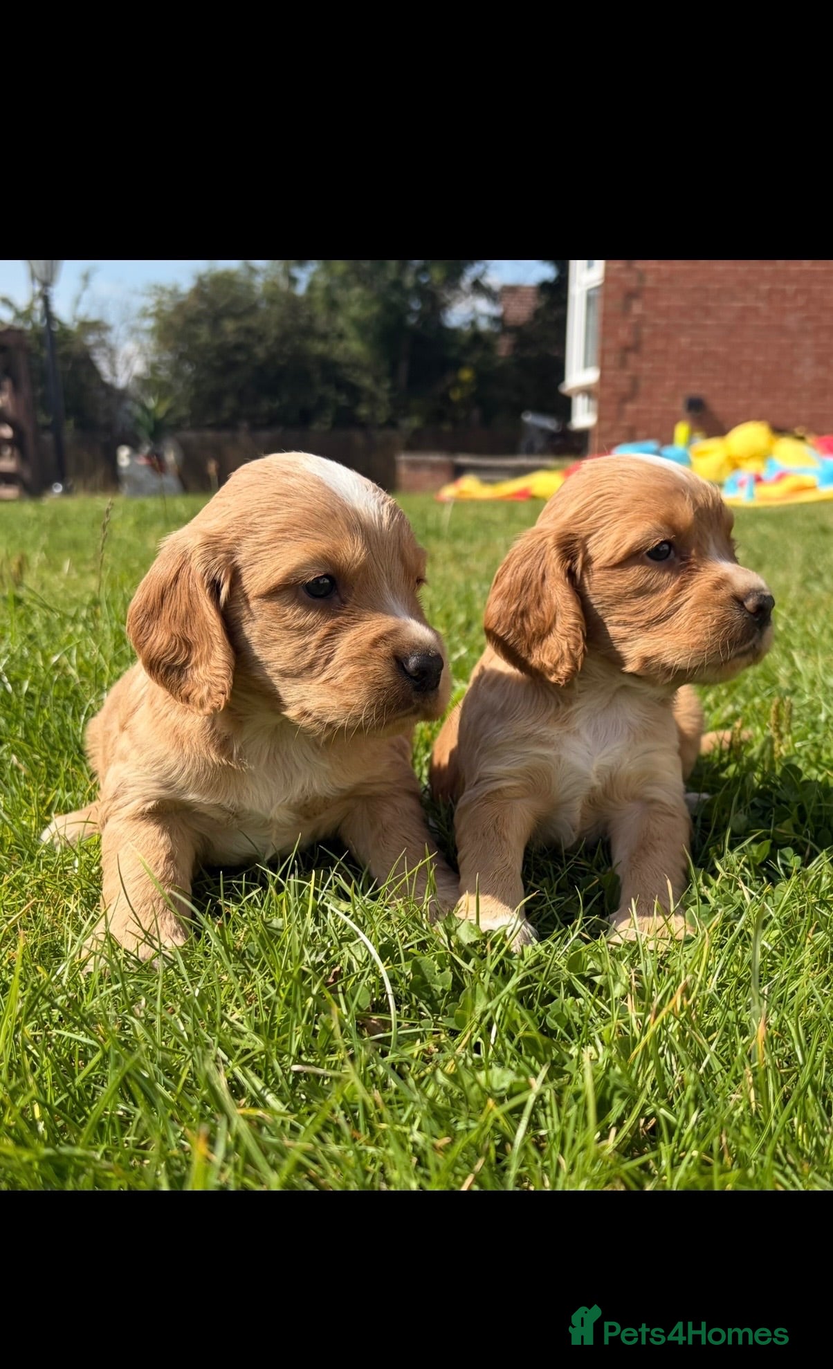 Cocker Spaniel dogs 4 stunning cocker spaniel puppies for sale❤️🏡🤩 - Advert 1