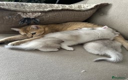 British Shorthair cats for sale: White silver shaded BSH boy and girl available🐈 - Image 7