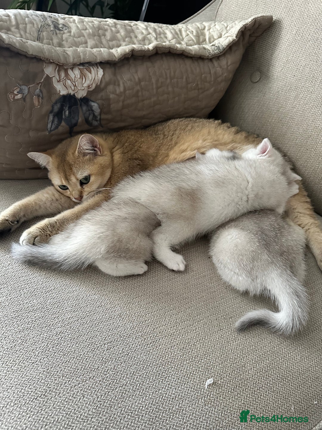 British Shorthair cats for sale: White silver shaded BSH boy and girl available🐈 - Image 7