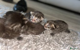 Ragdoll cats for sale: 2 girls 2 boys ragdoll cats  - Image 2