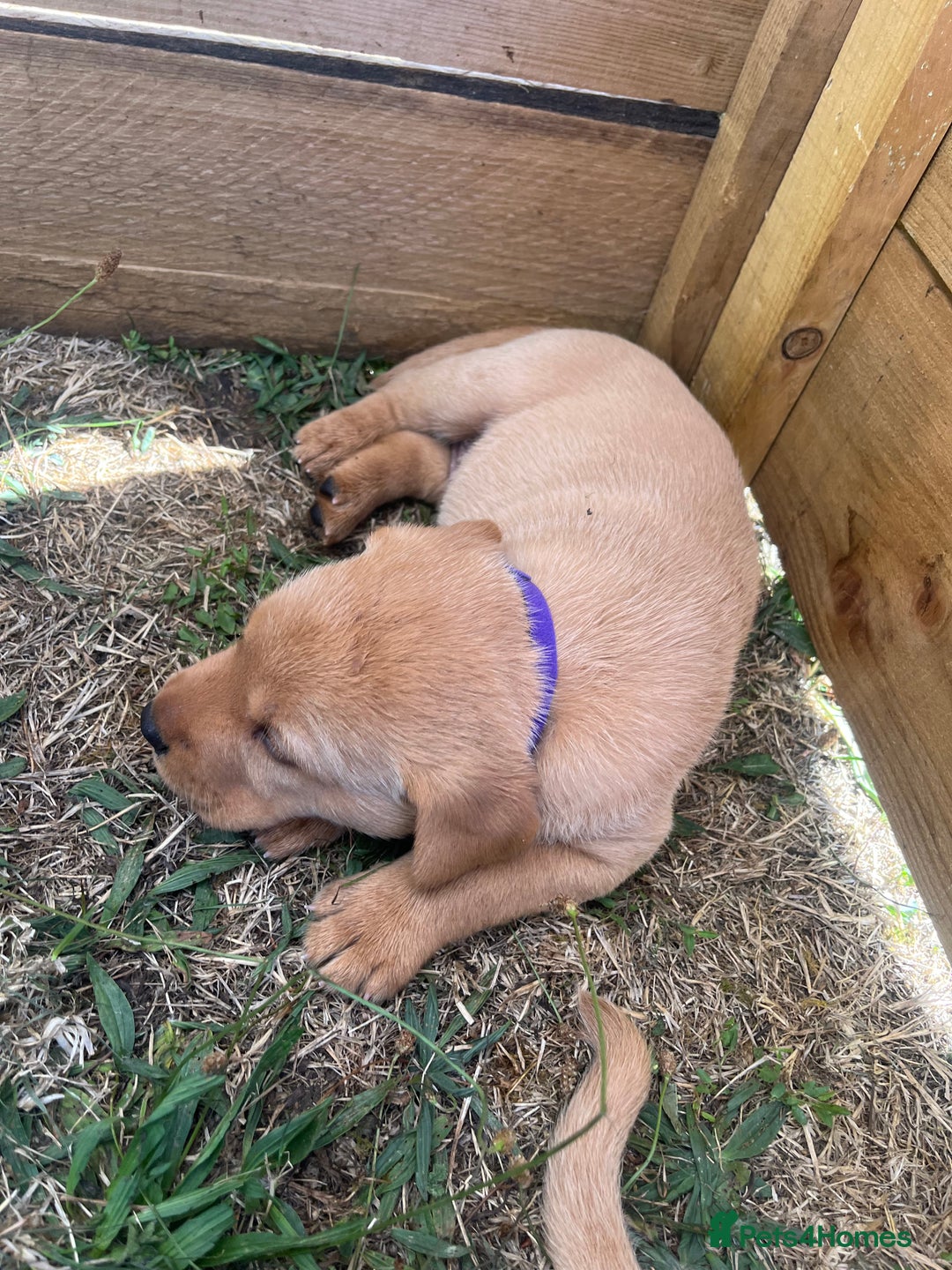 Labrador Retriever dogs for sale: Fox Red Labrador puppies  - Image 13