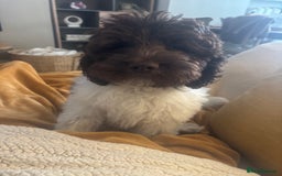Labradoodle dogs for sale: Beautiful Labradoodle  - Image 2
