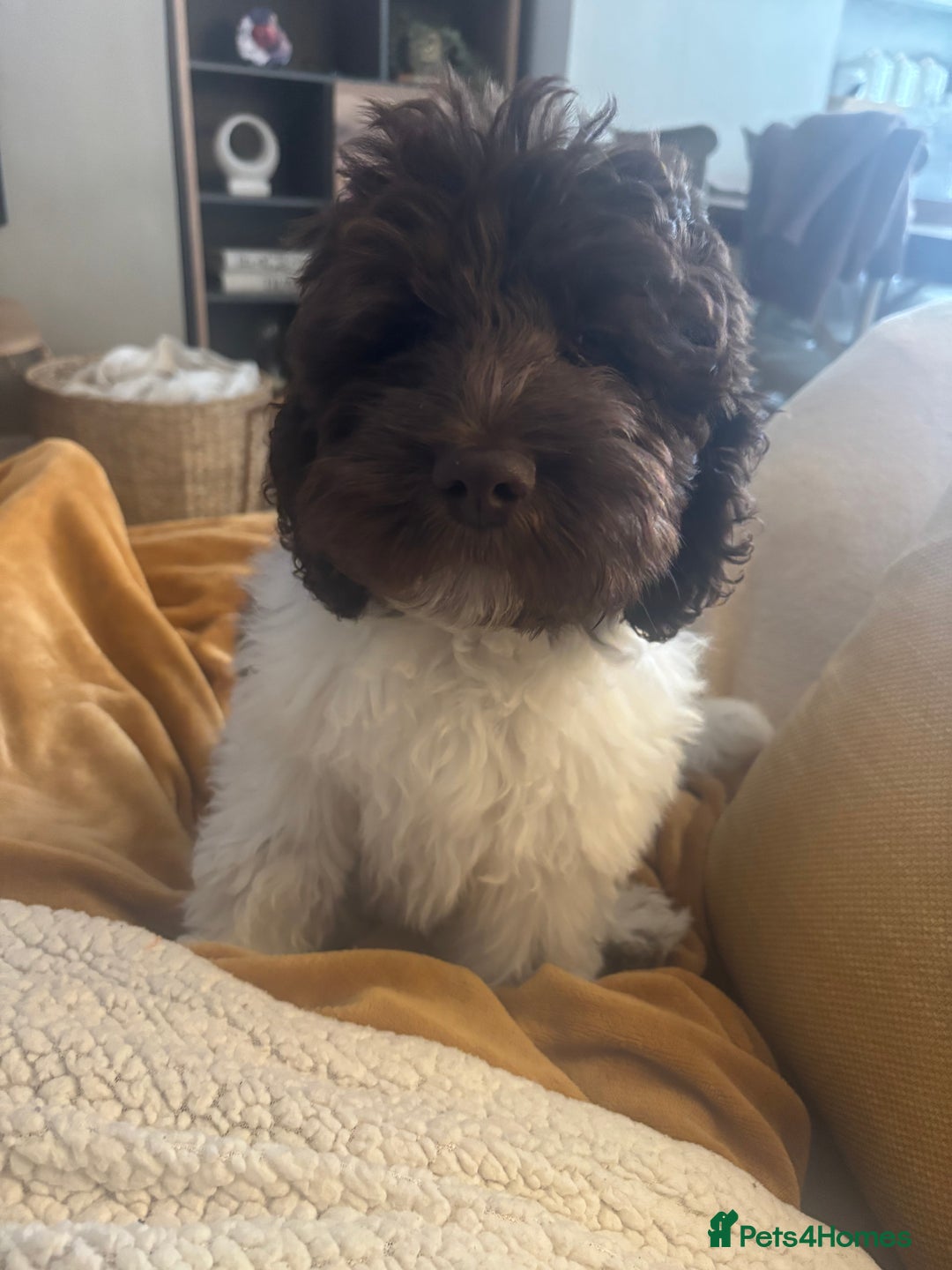 Labradoodle dogs for sale: Beautiful Labradoodle  - Image 2