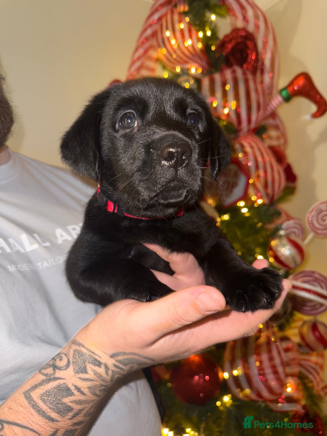 Labrador Retriever dogs for sale: (REDUCED) KC registered Labradors  - Advert 31