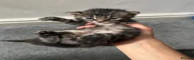 Domestic Shorthair 3