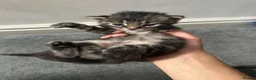 Domestic Shorthair cats for sale: 4 beautiful kittens looking for a forever home - Advert 10