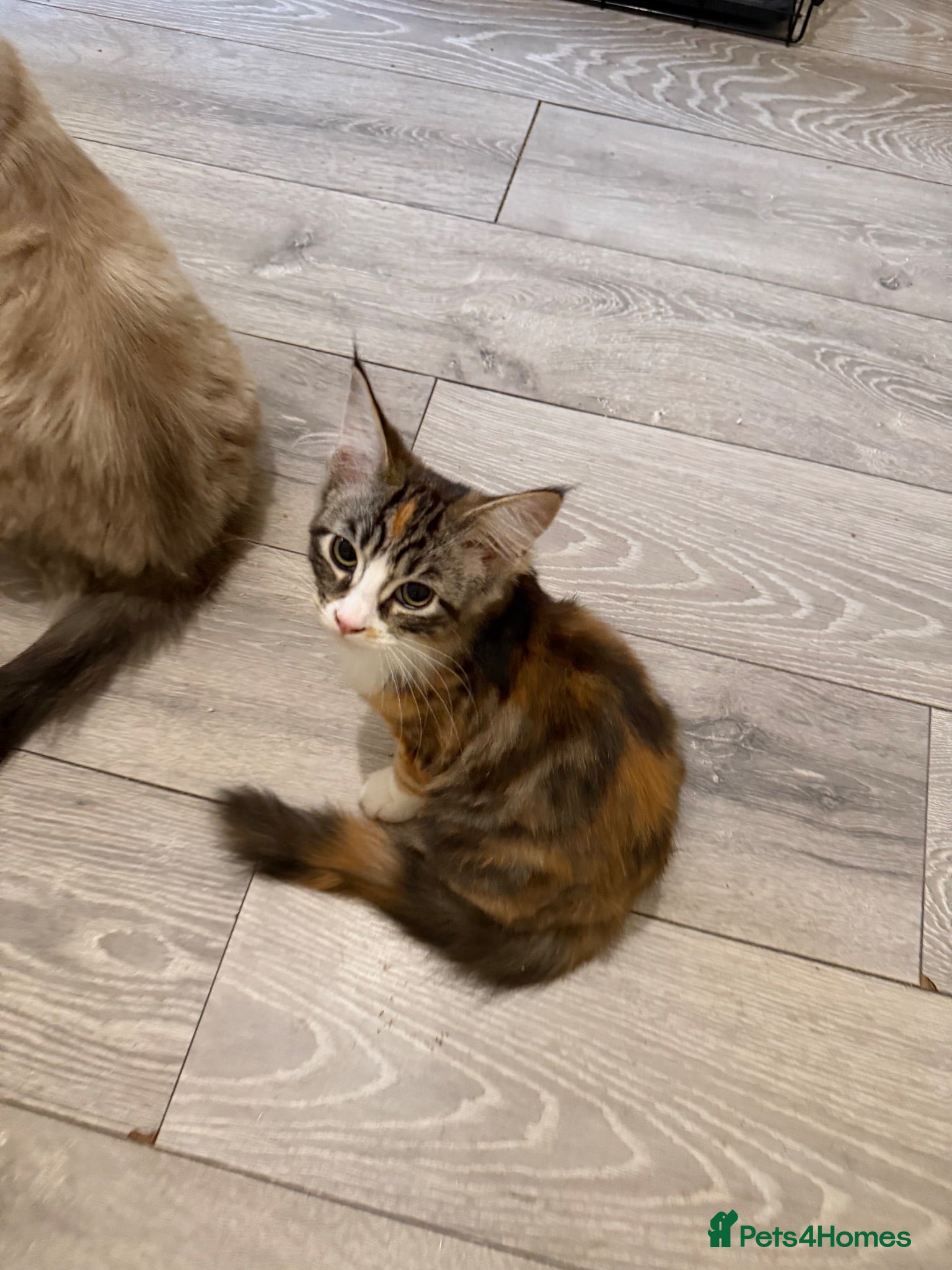 Maine Coon cats Maincoon X Ragdoll - Advert 2