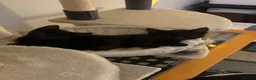 Mixed Breed cats for sale: 3 black kittens (boys) - Advert 12