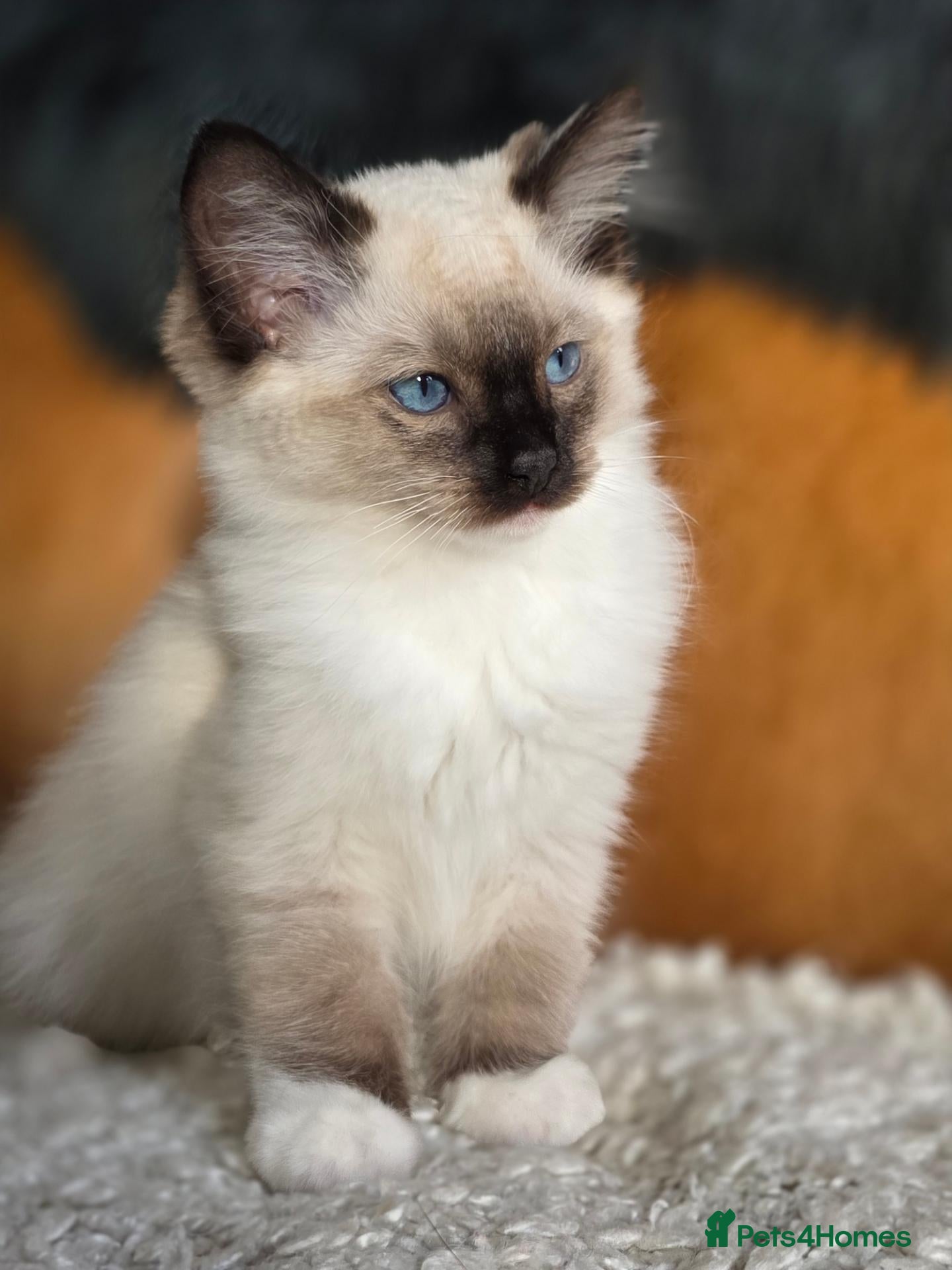 Ragdoll cats for sale: Beautiful Ragdoll Kittens - Advert 1