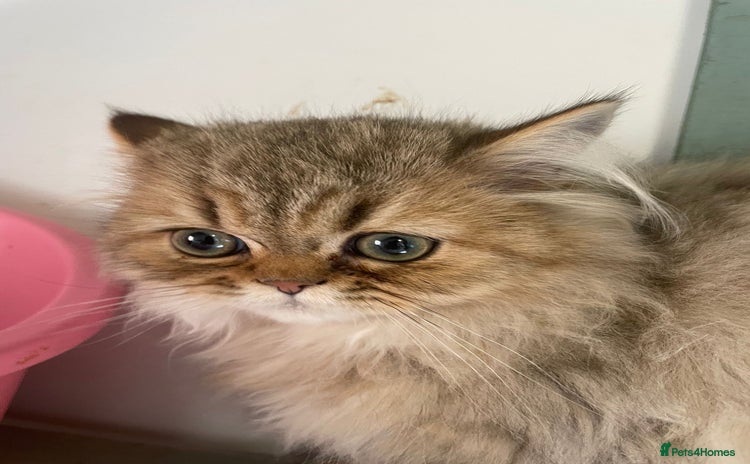 Persian cats - Advert 1