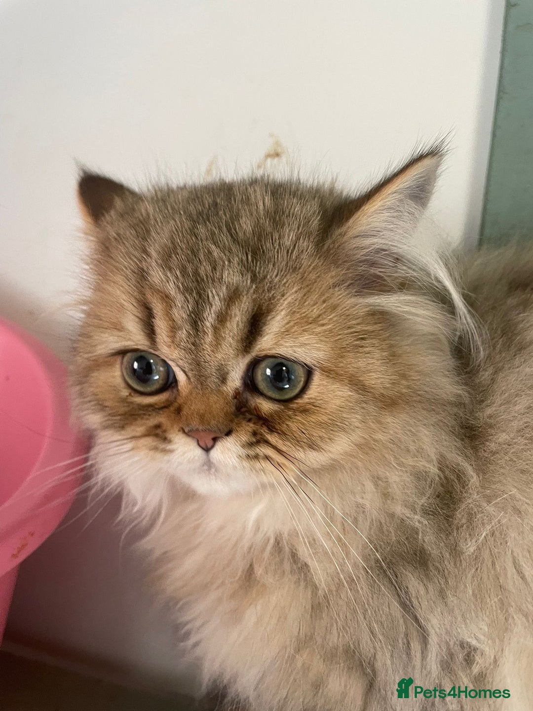 Persian cats for sale: Pure Golden Chinchillas available - Image 1