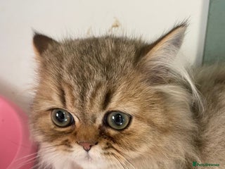 Persian cats - Advert 16