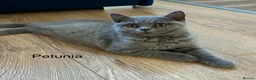 British Shorthair cats for sale: 👑🏆GCCF Registered British Shorthair Kittens🏆👑 in Wakefield - Advert 6