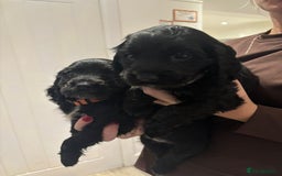 Cocker Spaniel dogs for sale:  4 Beautiful Cocker Spaniel Girls 🐶 - Image 20