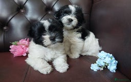 Yorkshire Terrier dogs for sale: Rare Colourful Pedigree Yorkies Certified Breeder - Image 10