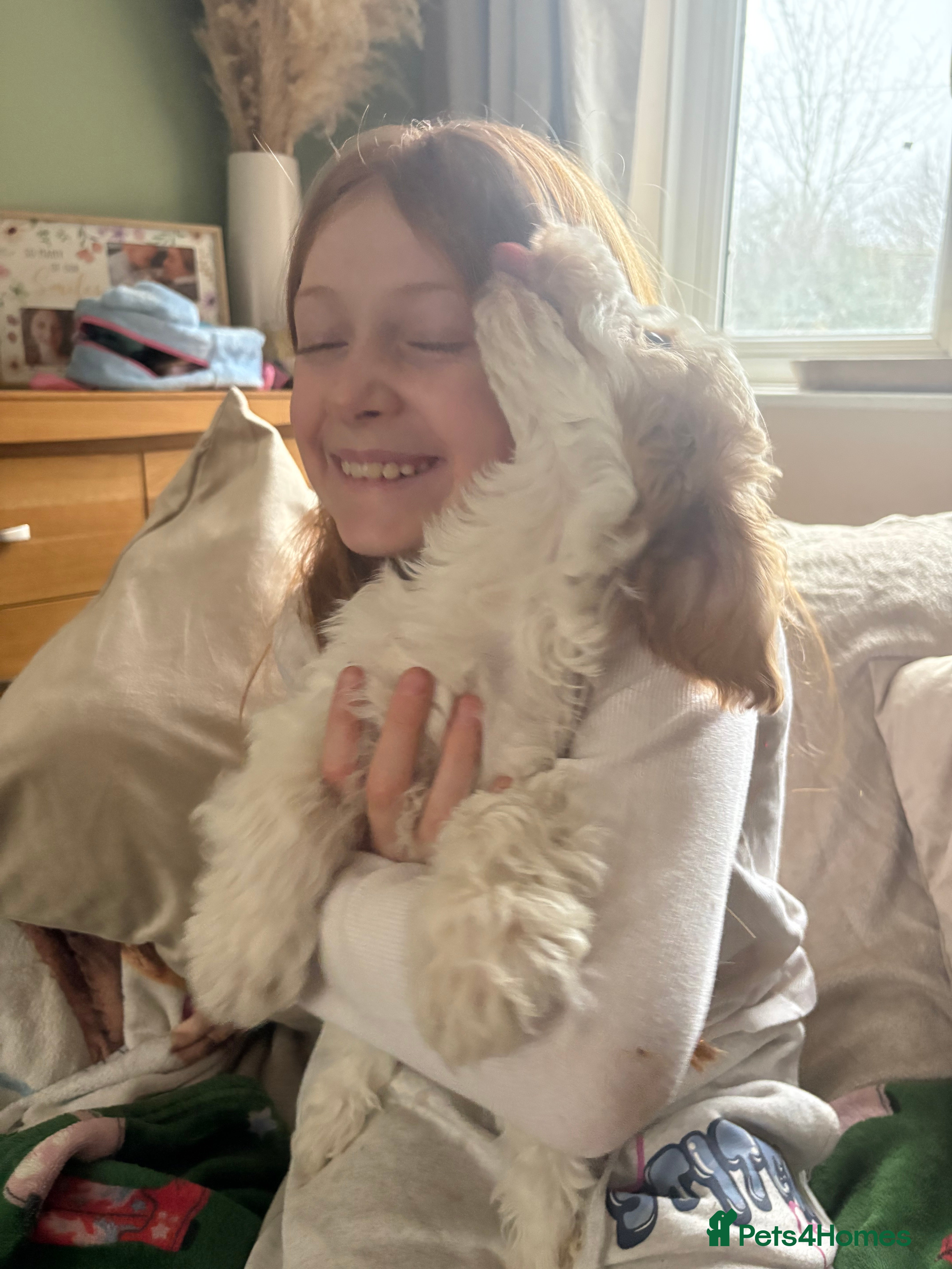 Cockapoo dogs Boxed and Ready to go! F1 Cockapoo Puppies  - Advert 16