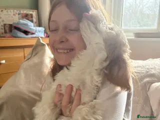 Cockapoo dogs Boxed and Ready to go! F1 Cockapoo Puppies - Advert 16