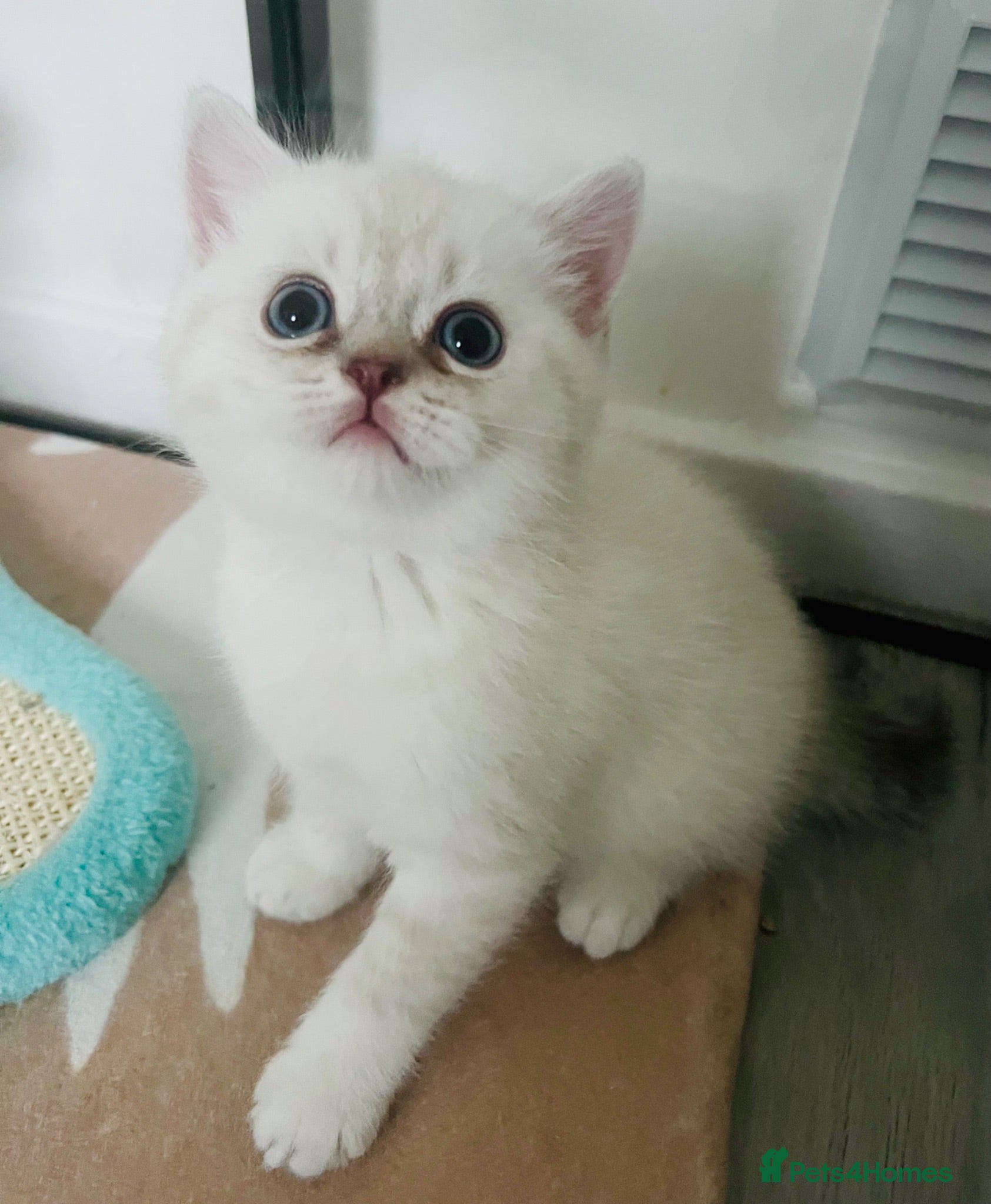 Scottish Fold cats Scottish fold and straight kittens - Advert 16