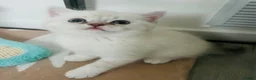 Scottish Fold cats for sale: Scottish fold and straight kittens - Advert 2