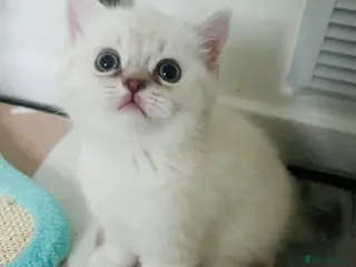 Scottish Fold cats Scottish fold and straight kittens - Advert 16