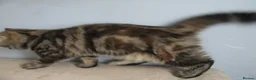 Exotic cats for sale: Beautiful Exotic female kittens Ready Now - Advert 3