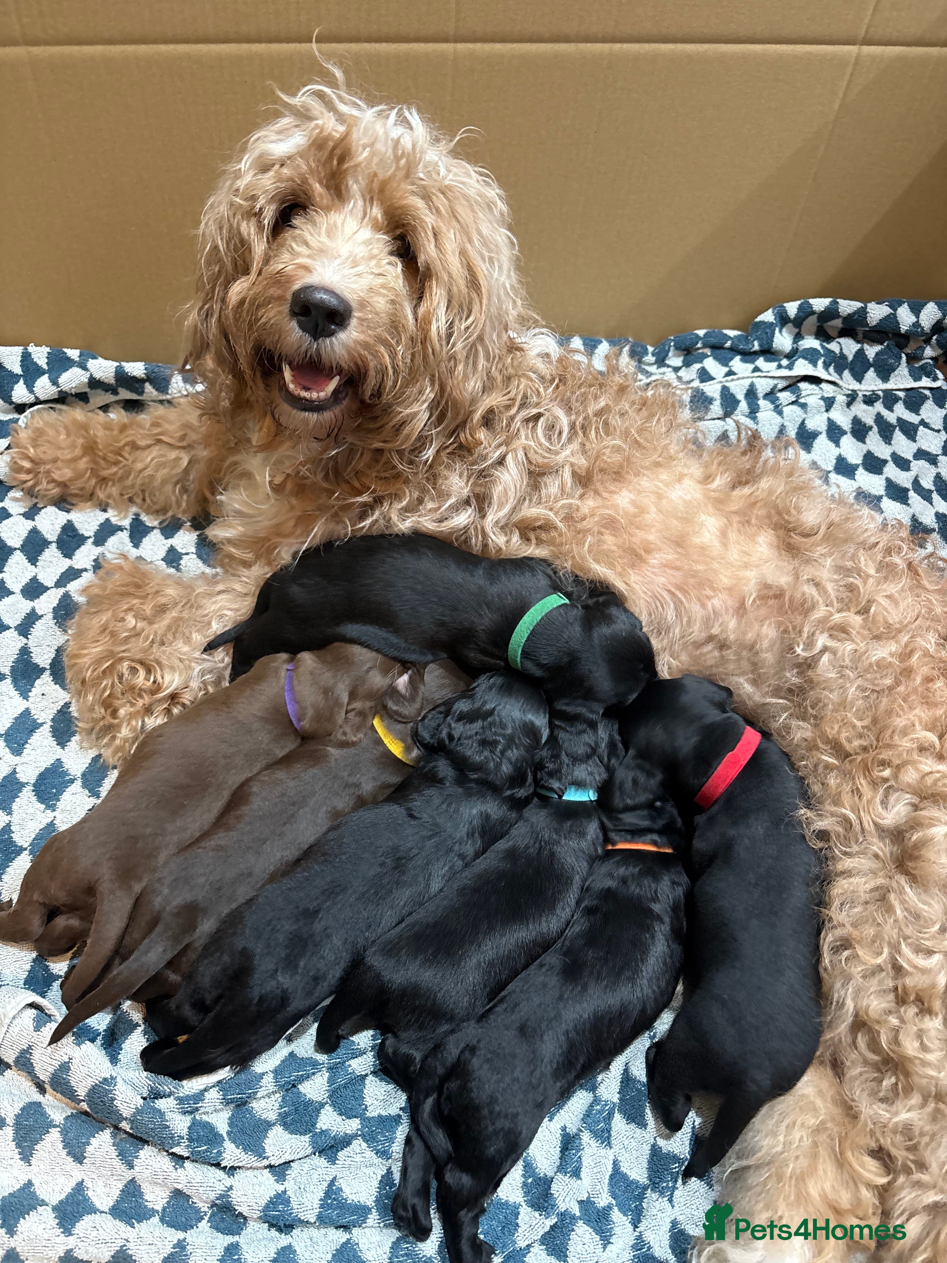 Mixed Breed dogs Doxiepoos - Advert 1