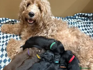 Mixed Breed dogs Doxiepoos - Advert 1