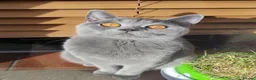 British Shorthair cats for sale: Athena TICA/GCCF Registered Stunner - Advert 2