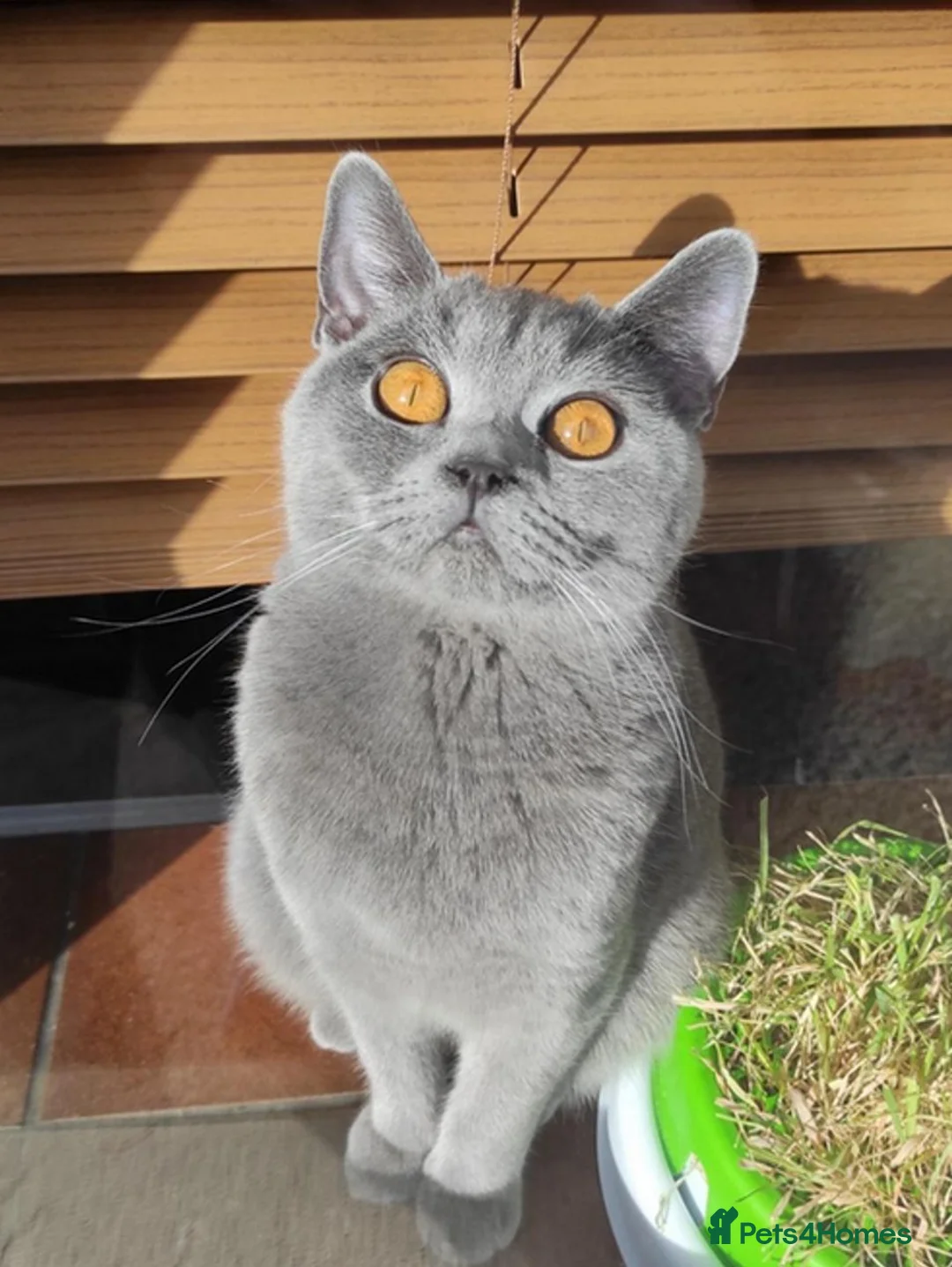 British Shorthair cats for sale: Athena TICA/GCCF Registered Stunner - Advert 2