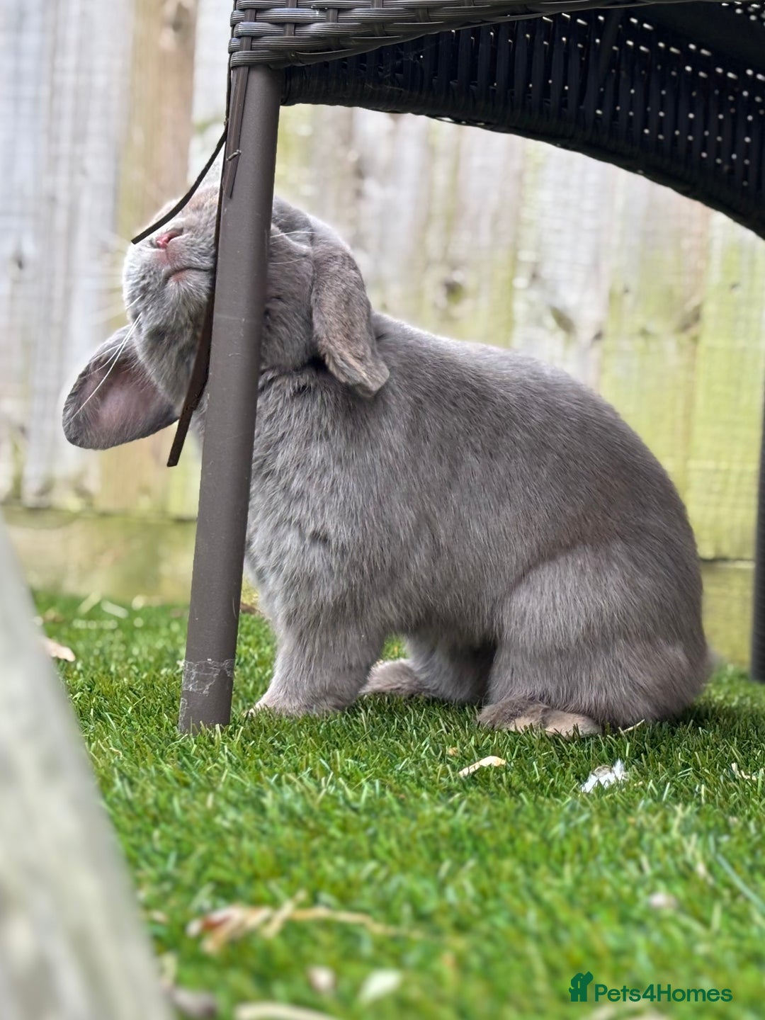 Mini Lop rabbits for sale: 1 year old Lilac Self mini lop  - Image 4